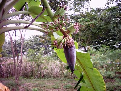 Цветение банана